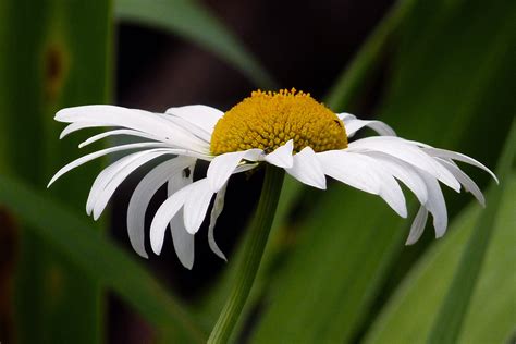 Free Images Nature Grass Blossom White Field Meadow Leaf