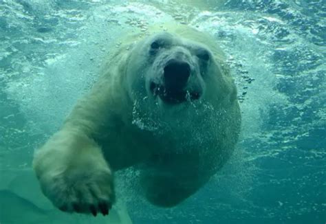 Do Polar Bears Have Tails Polar Bear Tail Zooologist