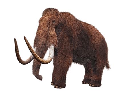Mammoth Png Transparent Image Download Size 1024x768px