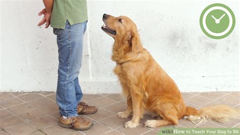 Now that your dog can sit on cue, you can begin to teach your dog other new tricks like down and stay. always remember to enjoy the learning process together, taking your time and having lots of fun. 4 Ways to Teach Your Dog to Sit - wikiHow
