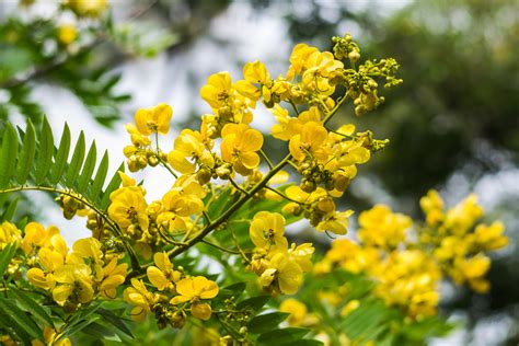 Golden Medallion Trees How To Care For Cassia Leptophylla Plantquil