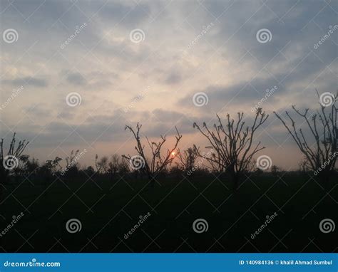 A Dusk View In The Forest Stock Photo Image Of Honey 140984136