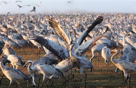 Birds Migration Stock Image Image Of Sunrise Quarters 22358669
