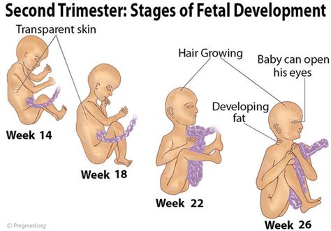 Prenatal Development Timeline Timetoast Timelines