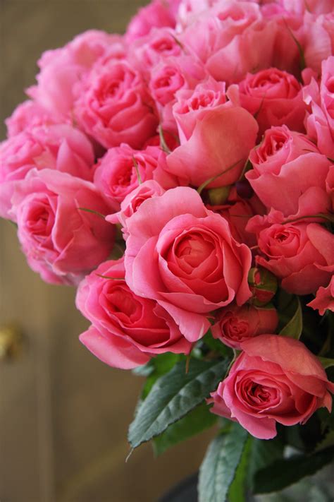 35 Ideas Para Hermosas Rosas Imagenes De Flores Bonitas Alyshia