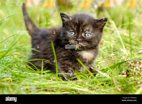 Adorable Meowing Tabby Kitten Outdoors Stock Photo Alamy