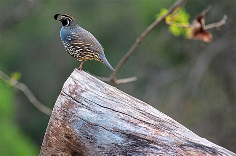 A Look At The California Quail Our State Bird