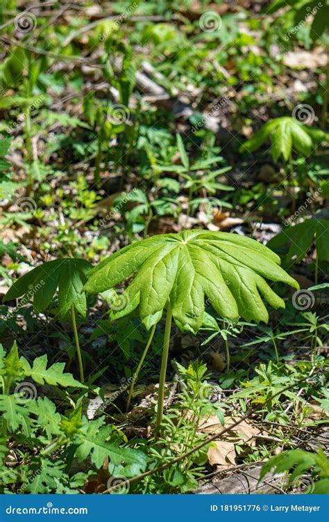 Mandrake Also Known As Mayapple Flower Stock Photo Image Of Blooms
