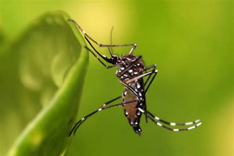 Cuaca tropika di malaysia memang sinonim dengan nyamuk. 6 Jenis Nyamuk Paling Berbahaya Di Dunia - Cara Mengusir ...