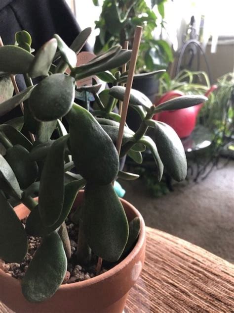 Why Is My Jade Plant Drooping Causes And Solutions Smart Garden Guide