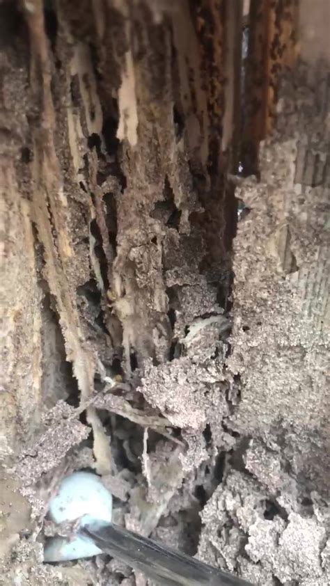 71 chute road, windham, me, 04062. AGJ Pest Management - Home | Facebook
