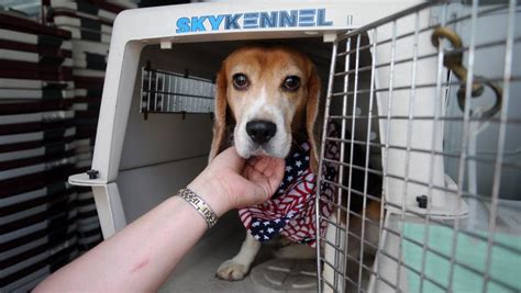Medical Experiments On Dogs Failures At A Va In Virginia Trigger