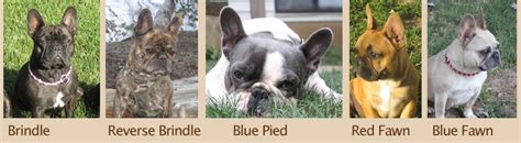 Our goal is to produce correct conformation/. Mon Ami French Bulldogs - Let's Talk Color!