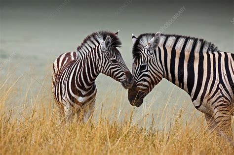 Mother And Baby Zebra Stock Image F0175643 Science Photo Library