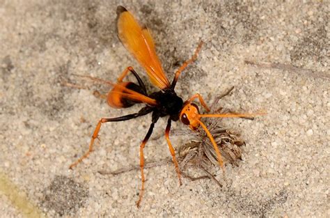 Large black wasp with orange wings. Wasp and spider | Flickr - Photo Sharing!