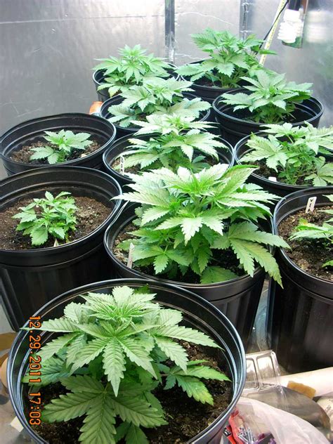 Potted plants can be a great addition to your home or. How Many Plants to Maximize Grow Space? | Grow Weed Easy