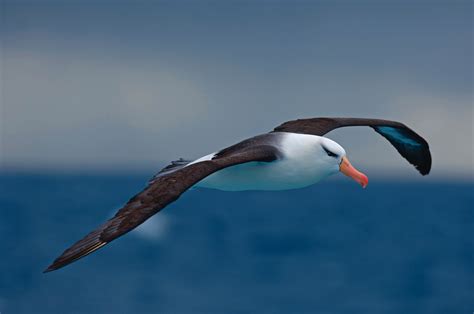 Protecting Albatrosses On The High Seas The Rspb