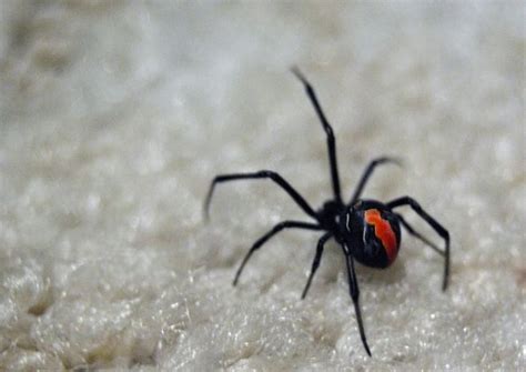 The 10 Most Venomous Spiders In Australia Redback Spider Spider