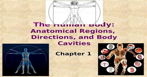 Ppt Chapter 1 The Human Body Anatomical Regions Directions And