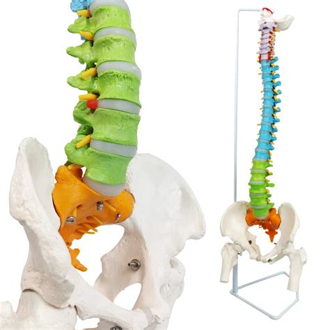 Buy Merinden Spine Model 34 3 Flexible Life Size Spinal Cord Model