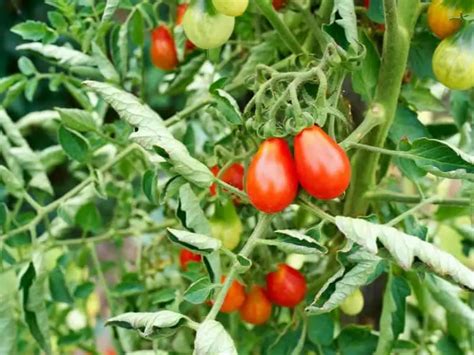 The Easiest Tomatoes To Grow