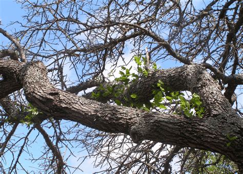 Oak Wilt Disease And What You Can Do About It