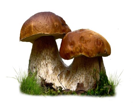 Free Mushroom Png Transparent Images Download Free Mushroom Png