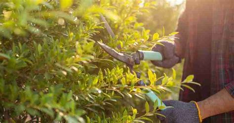 Top Things To Expect Professional Tree And Shrub Care Services