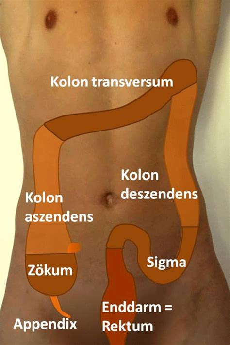 It crosses the abdomen from the ascending colon at the hepatic or right colic flexure with a downward convexity to the descending colon where it curves sharply on itself beneath the lower end of the spleen forming the splenic or left. Der Darm: Anatomie und Funktion: klinik-hallerwiese.de
