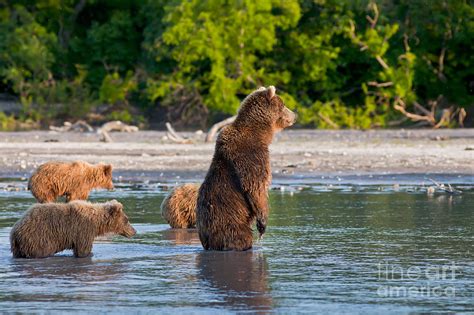 Kamchatka Brown Bear Photograph By Sergey Krasnoshchekov Pixels