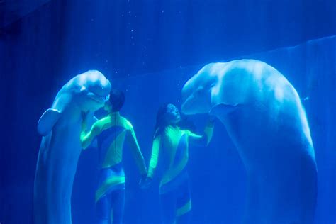 Img5520 Divers Perform A Show With Beluga Whales In Small Flickr