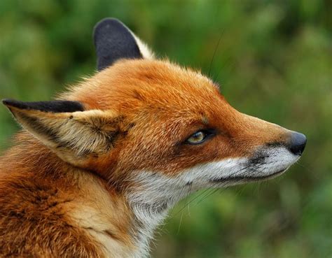 141 Best Fox Head Profile Images On Pinterest Fox Red Fox And Red