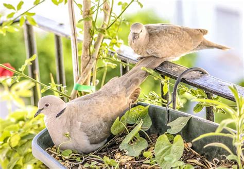 Are you searching for a homemade cat repellent solution? How to keep birds off my porch? | Best ways to keep birds ...
