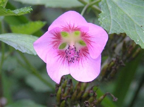 Use your advantage card and save more! 7 pink Cape Mallow long flowering hardy garden plant shrub ...