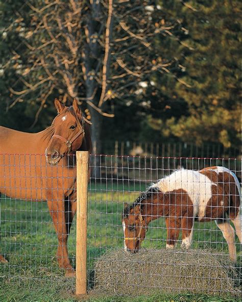 Redbrand Non Climb Horse Fence Hutchison