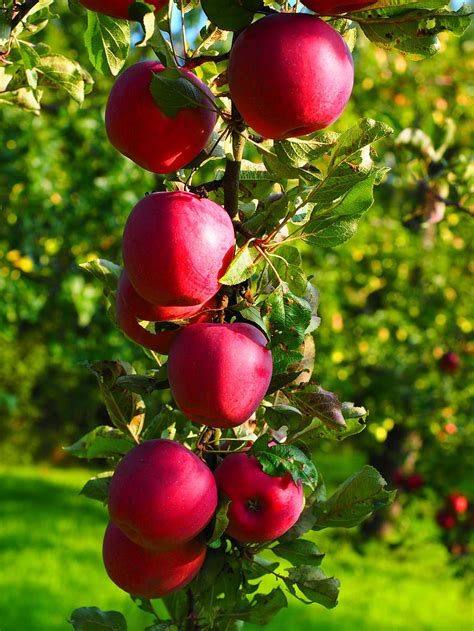 Hd Wallpaper Apple Apple Tree Fruit Red Frisch Healthy Vitamins