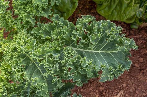 How To Grow Kale