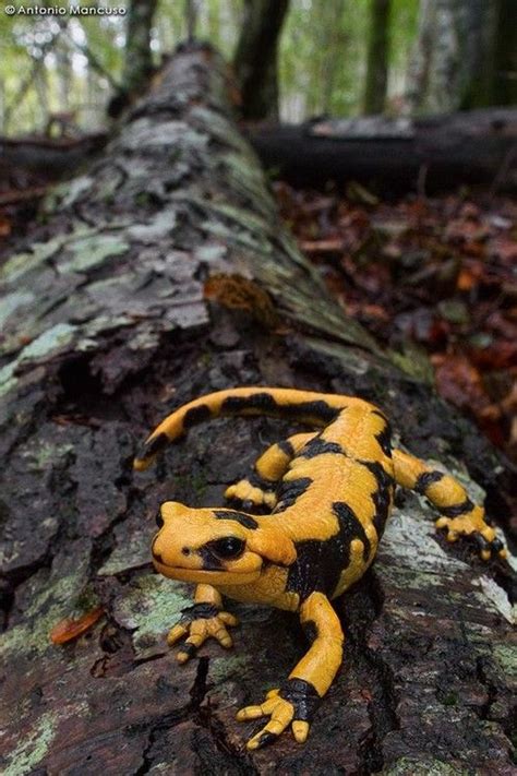 Best Beginner Pet Salamanders And Newts Artofit