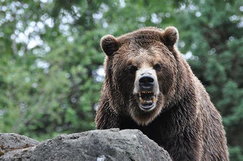 Angry Bear Photograph By Becky Woodworth