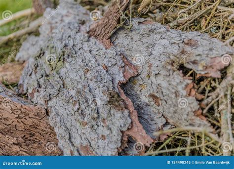 Tree Bark Piled With Some Branches In The Forest Stock Image Image Of