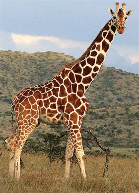 Giraffes Jirafa Animales Y Reino Animal