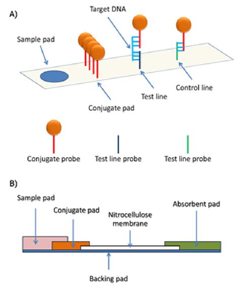 Lateral flow tests can return results significantly faster than the pcr because the swab does not in a lateral flow test, a swab is placed in the nose or throat of the person being tested, before then. Diagram representing the lateral flow assay. This composes ...