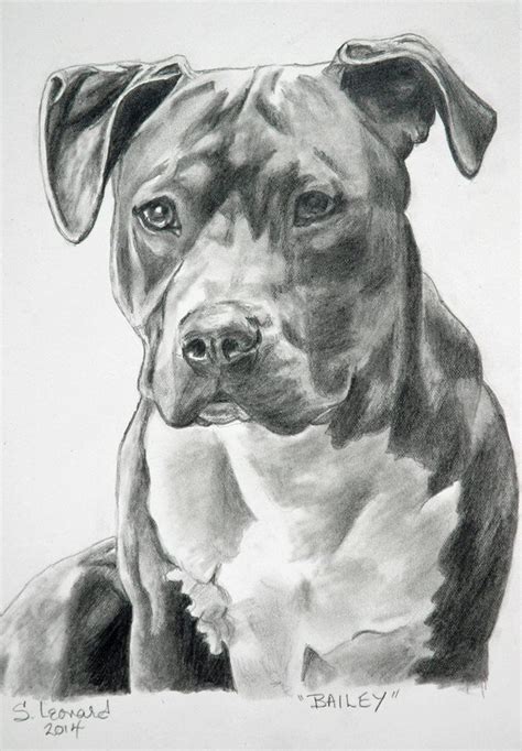 Very Nice Pencil Sketch Of A Pittie Pitbull Art Animal Drawings