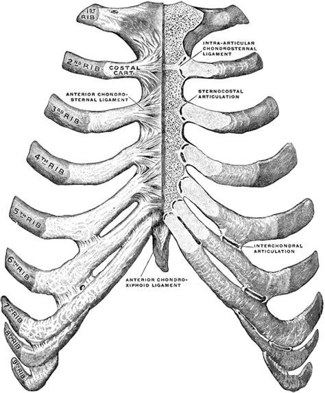 Individual ribs have a bony dorsal part, a body of rib, and ventral costal cartilage. Sternum and Ribs | ClipArt ETC