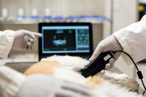 Point Of Care Usb Ultrasound For General Purpose Veterinarian Imaging