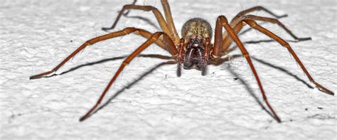 House Spiders A Guide To House Spider Identification And Prevention