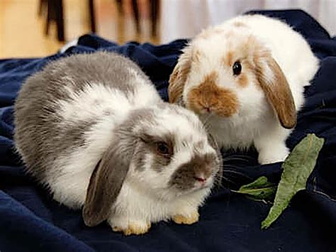 The Pros And Cons Of Owning A Holland Lop Bunny Ebba Neille
