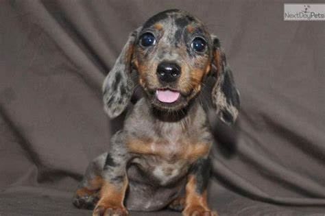 One wild boar female one chocolate dapple female both will be small. dapple dachshund puppies for sale in texas | Dogs ...