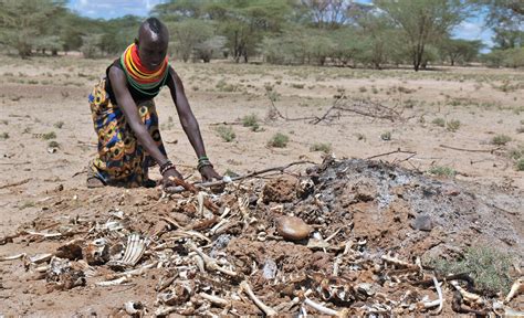 The New Humanitarian Inside Kenyas Turkana Region Cattle Climate