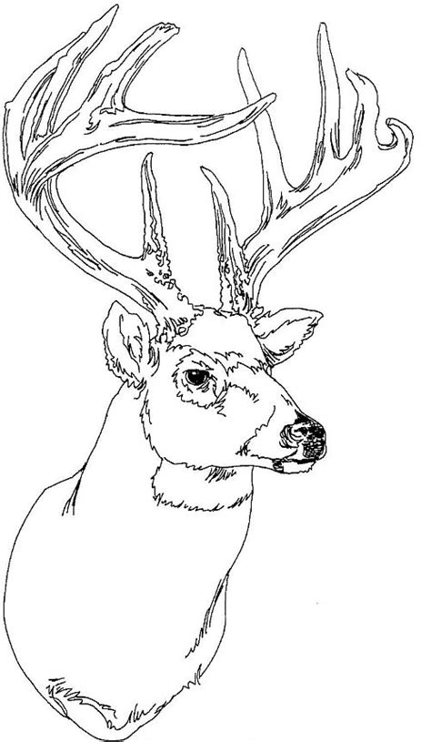 Drawings Deer (Animals) – Printable coloring pages